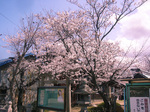 写真sakura.jpg